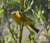 Wilsons Warbler 0457 